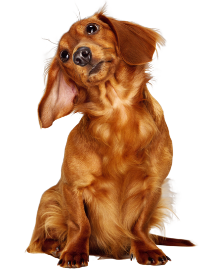 A dachshund