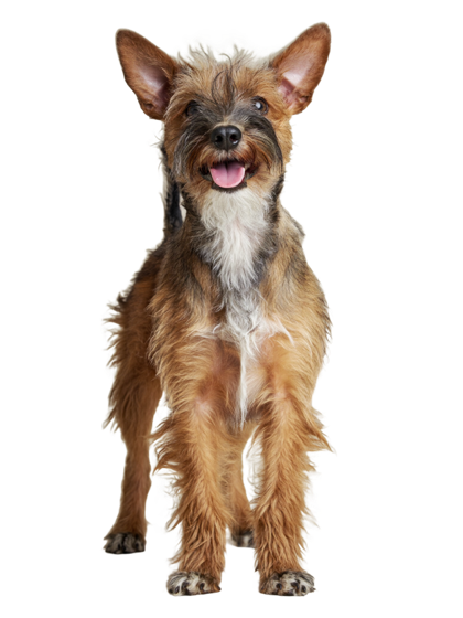 A rescue crossbreed