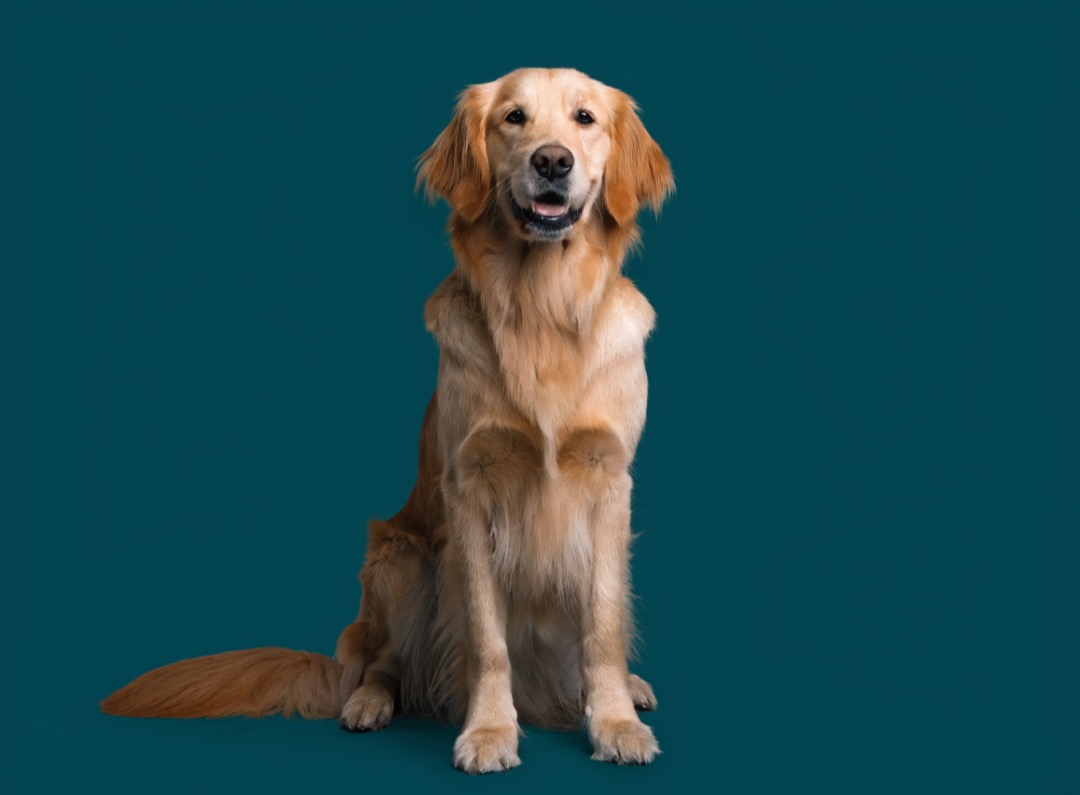 A golden retriever, calm and happy, on a teal studio background